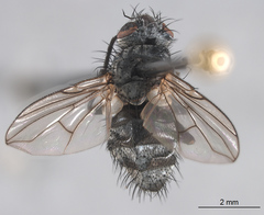 Triarthria setipennis