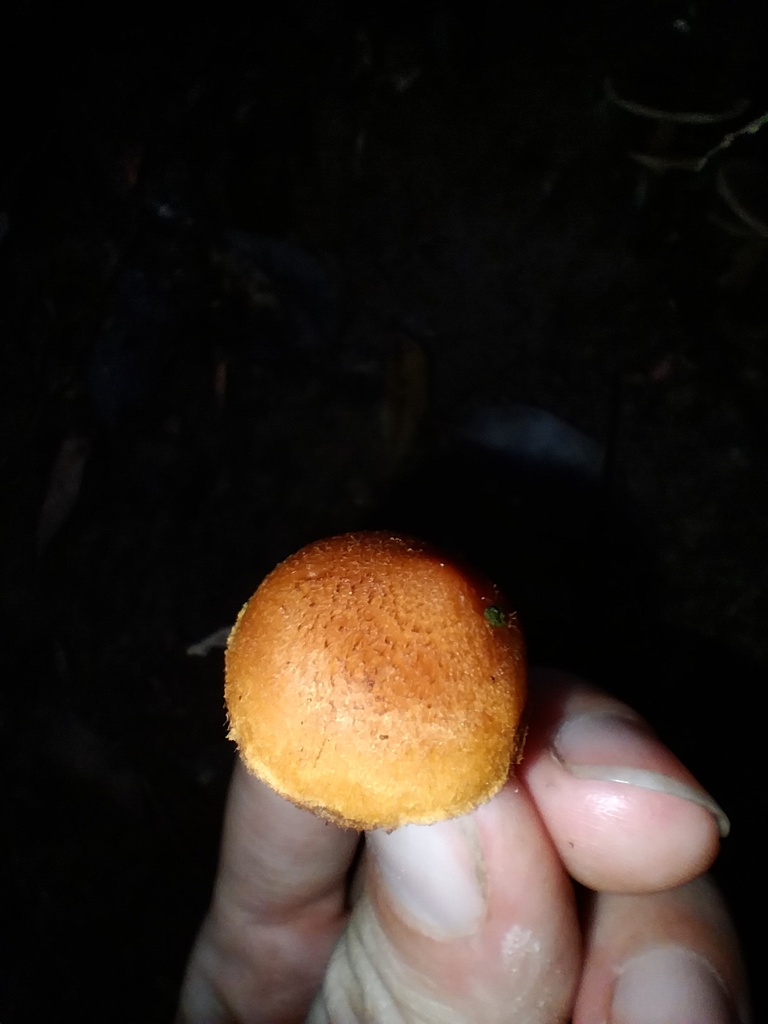 Gymnopilus ferruginosus · May 2025 · photo: © sofiazed1 (iNaturalist, cc-by)