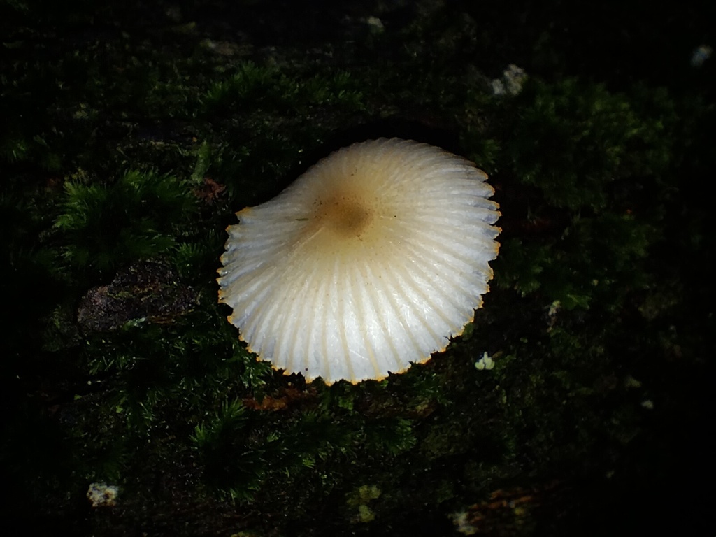 Leucoinocybe auricoma · May 2025 · photo: © sofiazed1 (iNaturalist, cc-by)