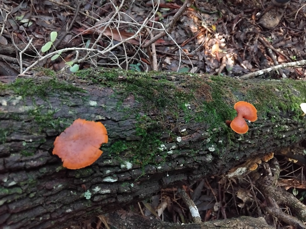 Gymnopilus ferruginosus · May 2025 · photo: © sofiazed1 (iNaturalist, cc-by)