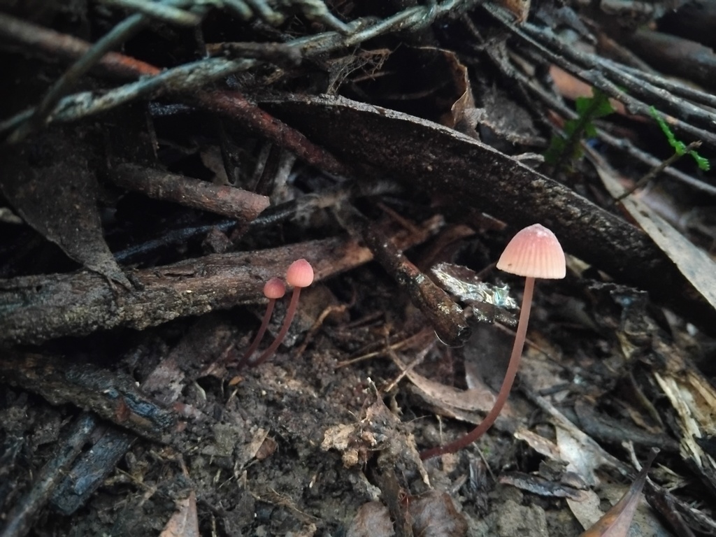 Mycena kuurkacea · May 2025 · photo: © sofiazed1 (iNaturalist, cc-by)