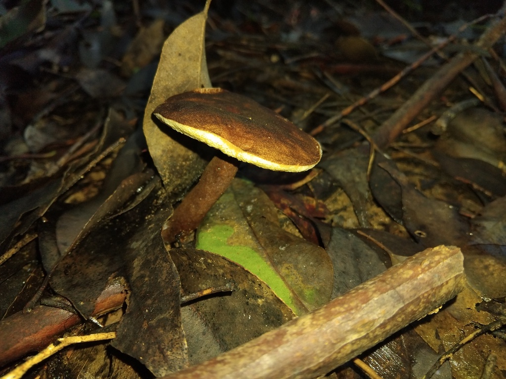 Gyroporus mcnabbii · May 2025 · photo: © sofiazed1 (iNaturalist, cc-by)