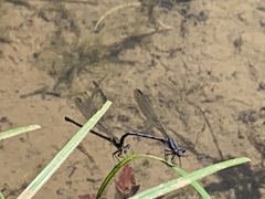 Argia sedula