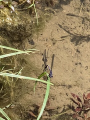 Argia sedula