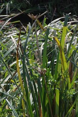 Cyperus dives