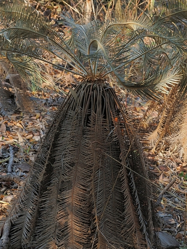 Cycad (Cycas calcicola)