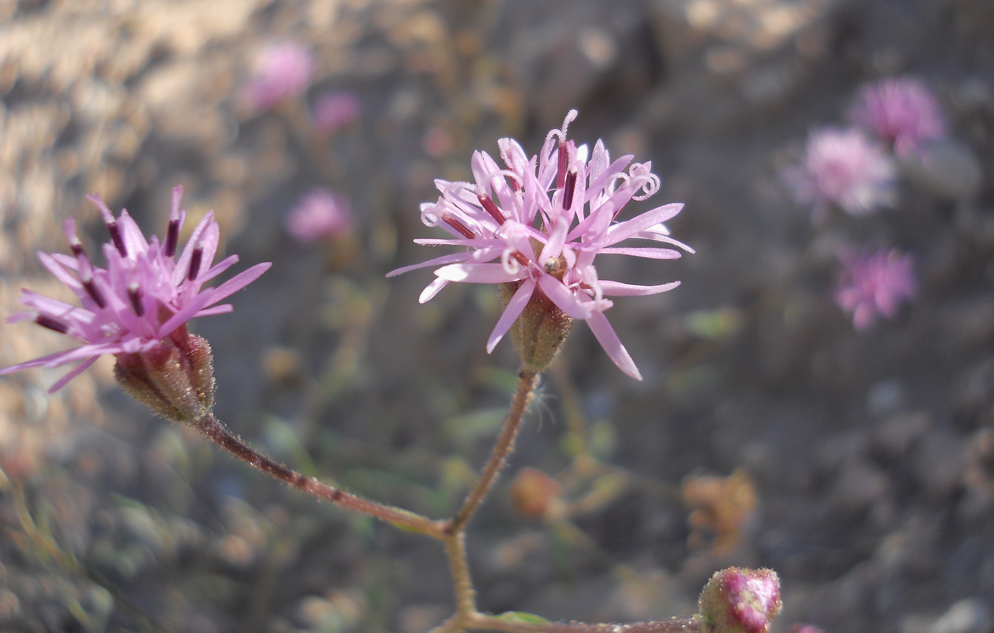 Palafoxia rosea