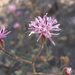 Palafoxia rosea - Photo (c) ellen hildebrandt, μερικά δικαιώματα διατηρούνται (CC BY-NC), uploaded by ellen hildebrandt