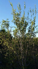 Forestiera reticulata