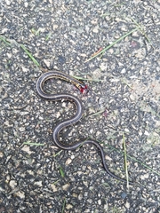 Thamnophis butleri