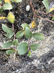 Salix repens