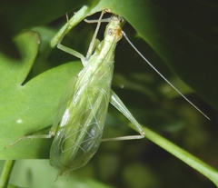 Oecanthus rileyi