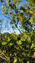 Forestiera reticulata