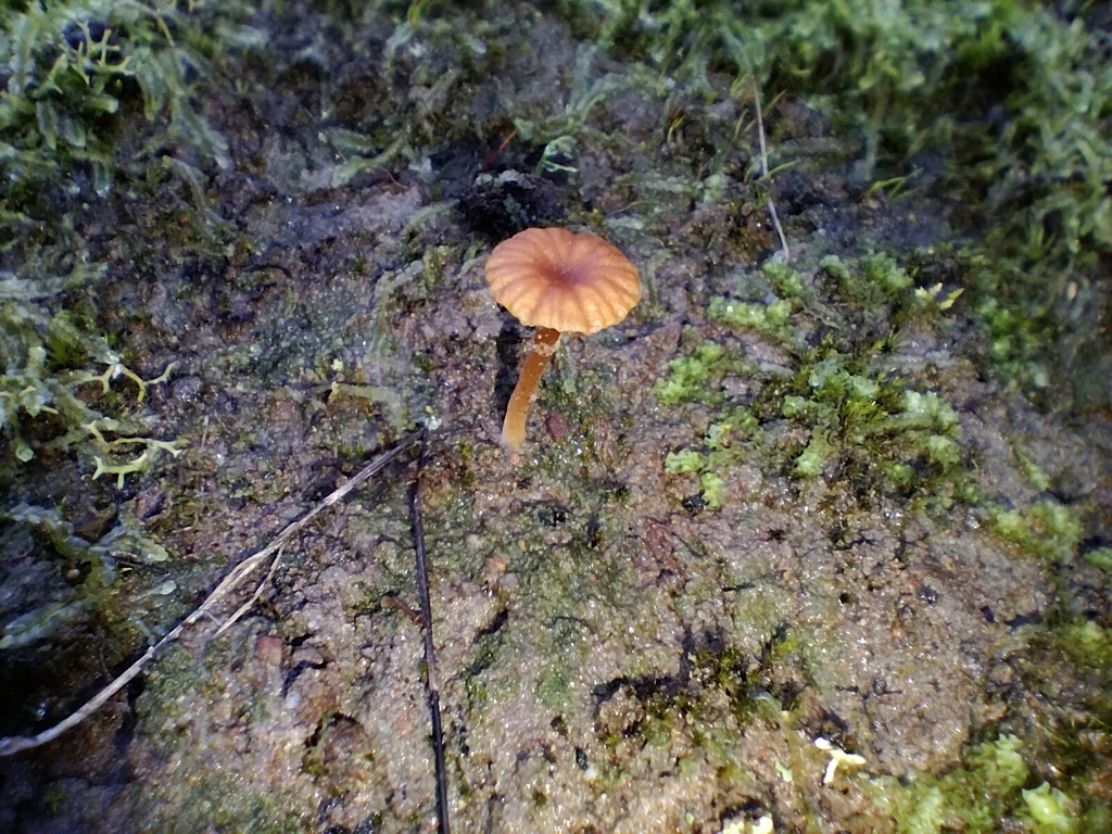 Lichenomphalia chromacea · May 2025 · photo: © sofiazed1 (iNaturalist, cc-by)