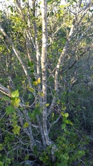 Forestiera reticulata