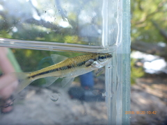 Notropis heterodon