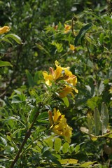 Tecoma stans