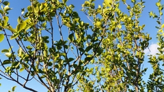 Forestiera reticulata