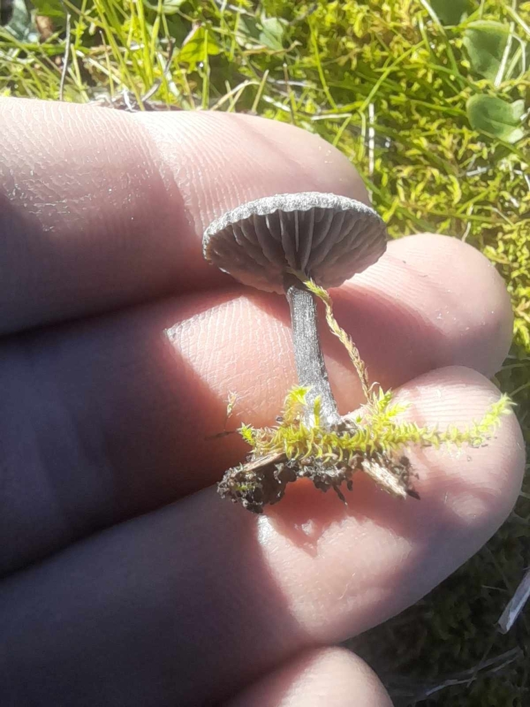 Entoloma crinitum · May 2025 · photo: © tyler_mcbeth (iNaturalist, cc-by-nc)