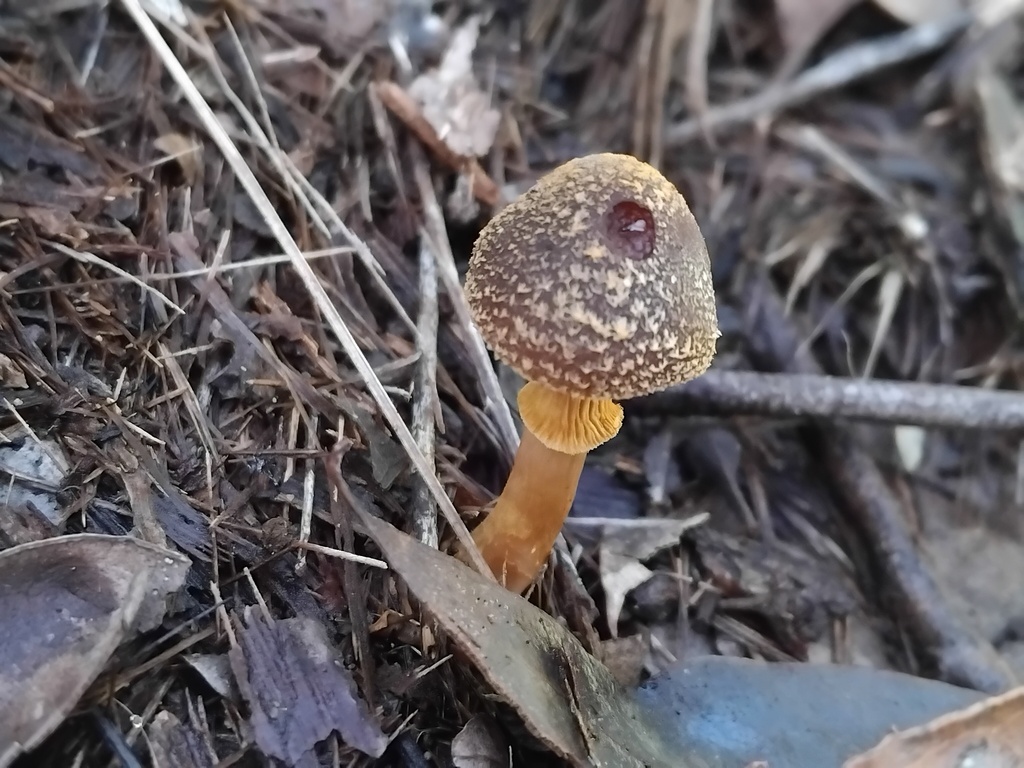 Descolea recedens · May 2025 · photo: © sofiazed1 (iNaturalist, cc-by)
