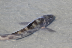 Menticirrhus saxatilis