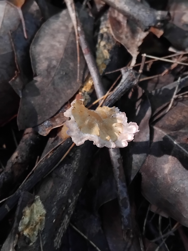 Cymatoderma elegans · May 2025 · photo: © sofiazed1 (iNaturalist, cc-by)