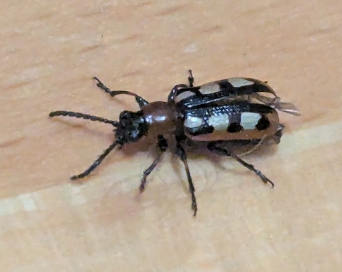 Common Asparagus Beetle photo 6