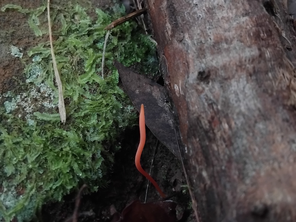 Clavulinopsis corallinorosacea · May 2025 · photo: © sofiazed1 (iNaturalist, cc-by)
