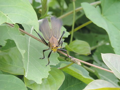 Taeniopoda picticornis