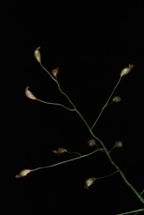 Dichanthelium ensifolium