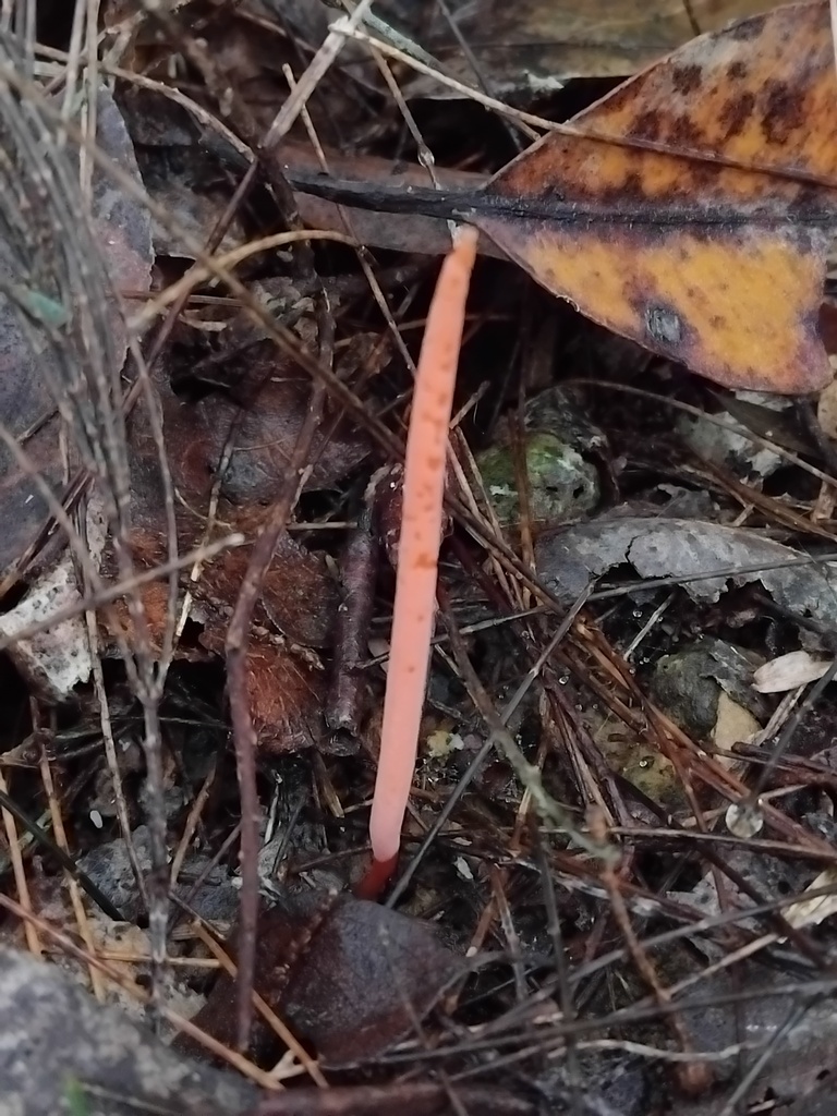Clavulinopsis corallinorosacea · May 2025 · photo: © sofiazed1 (iNaturalist, cc-by)