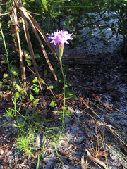 Liatris ohlingerae