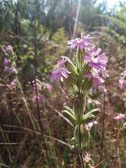 Silene scouleri scouleri