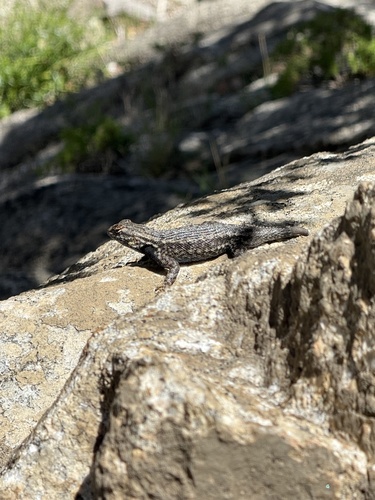 iNaturalist observation photo of Western Fence Lizard
