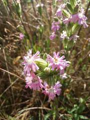 Silene scouleri scouleri