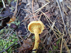 Pholiota