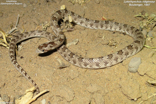 Derafshi Snake