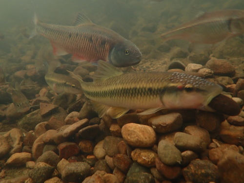 Horneyhead chub (Nocomis biguttatus) — Cyprinidae — 3