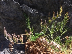 Daucus carota hispanicus