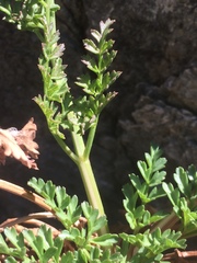 Daucus carota hispanicus