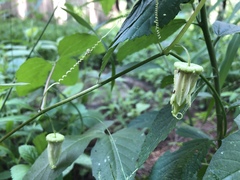 Passiflora bryonioides