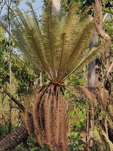 Cycad (Cycas calcicola)