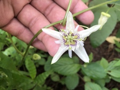 Passiflora bryonioides