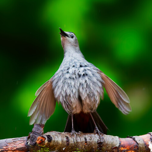 Pájaro gato gris (Dumetella carolinensis)