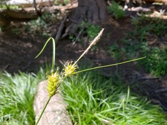 Carex vesicaria