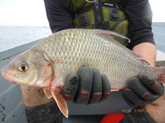 Carpiodes cyprinus