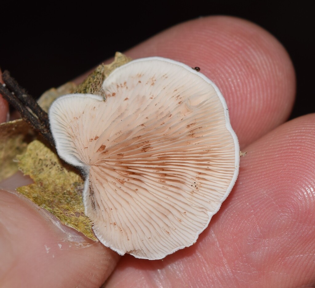 Crepidotus gilvidus · May 2025 · photo: © davidwhyte (iNaturalist, cc-by-sa)
