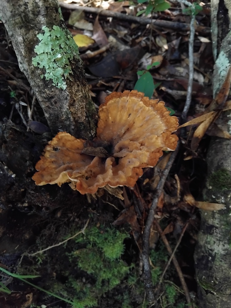 Cymatoderma elegans · May 2025 · photo: © sofiazed1 (iNaturalist, cc-by)