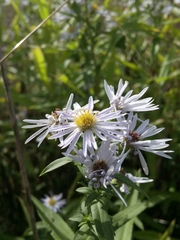 Symphyotrichum × salignum