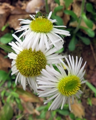 Erigeron pulchellus